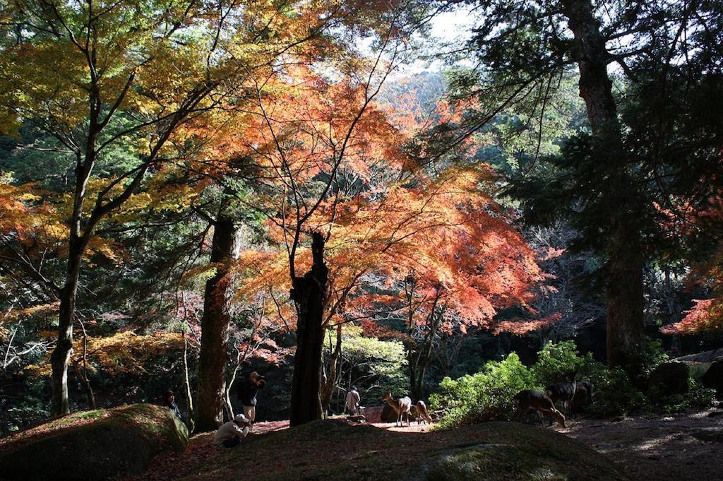 Ryokan Sakuraya Hatsukaichi